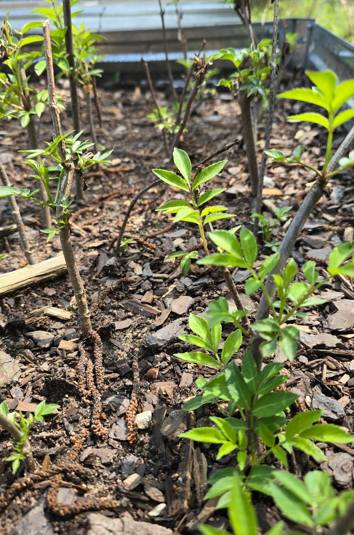 American Black Elderberry