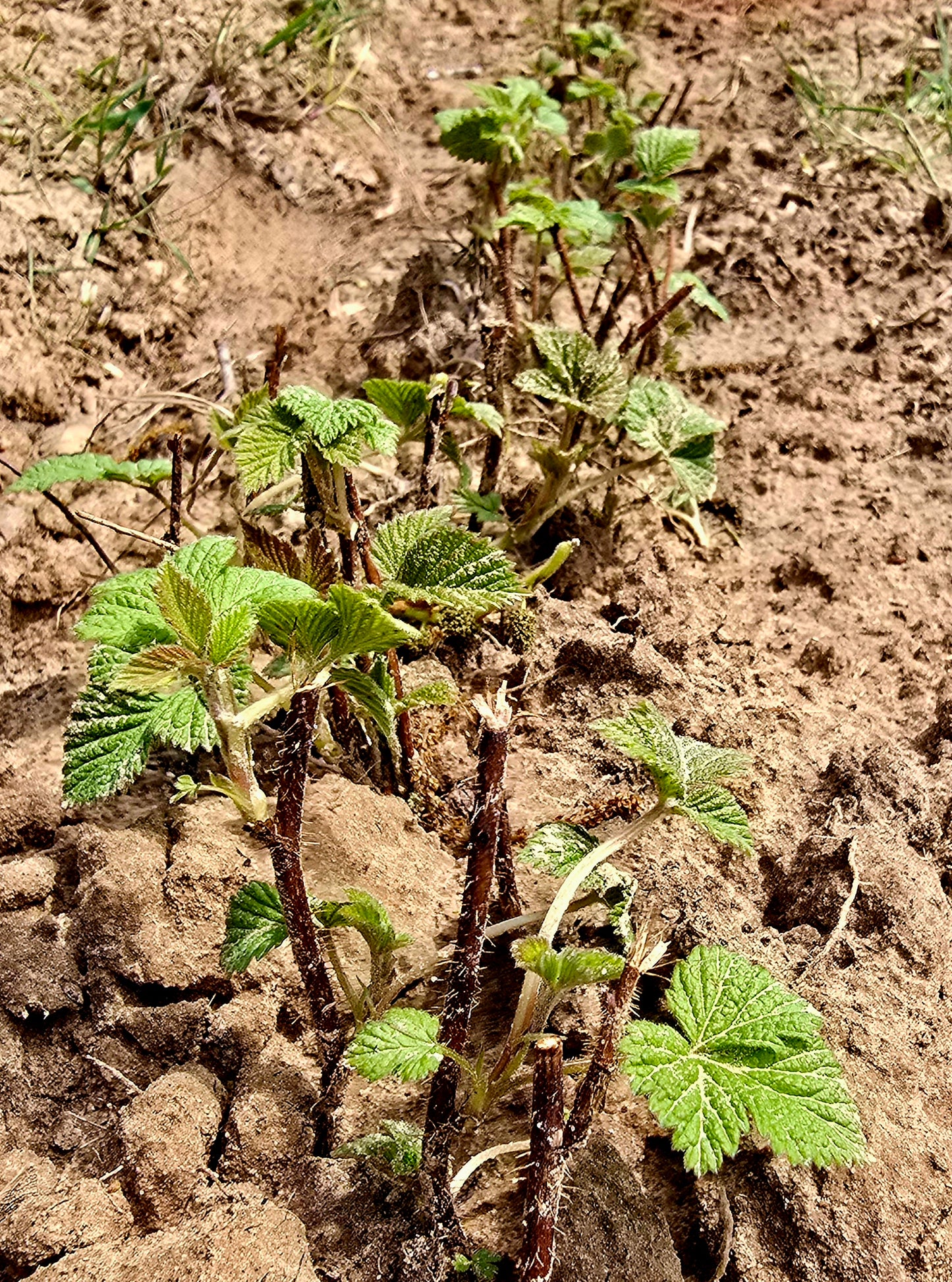 Bababerry Red Raspberry