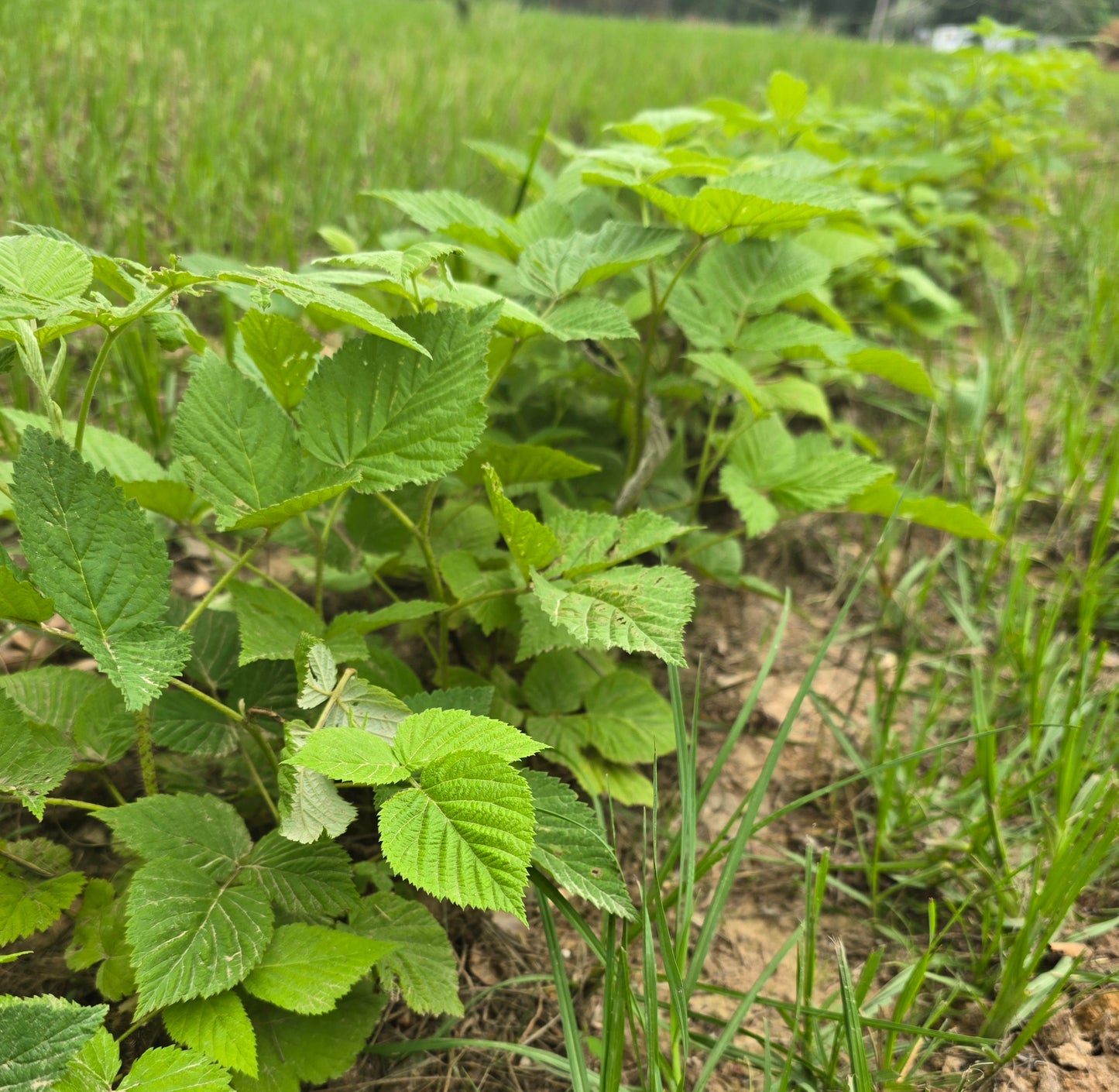 Bababerry Red Raspberry