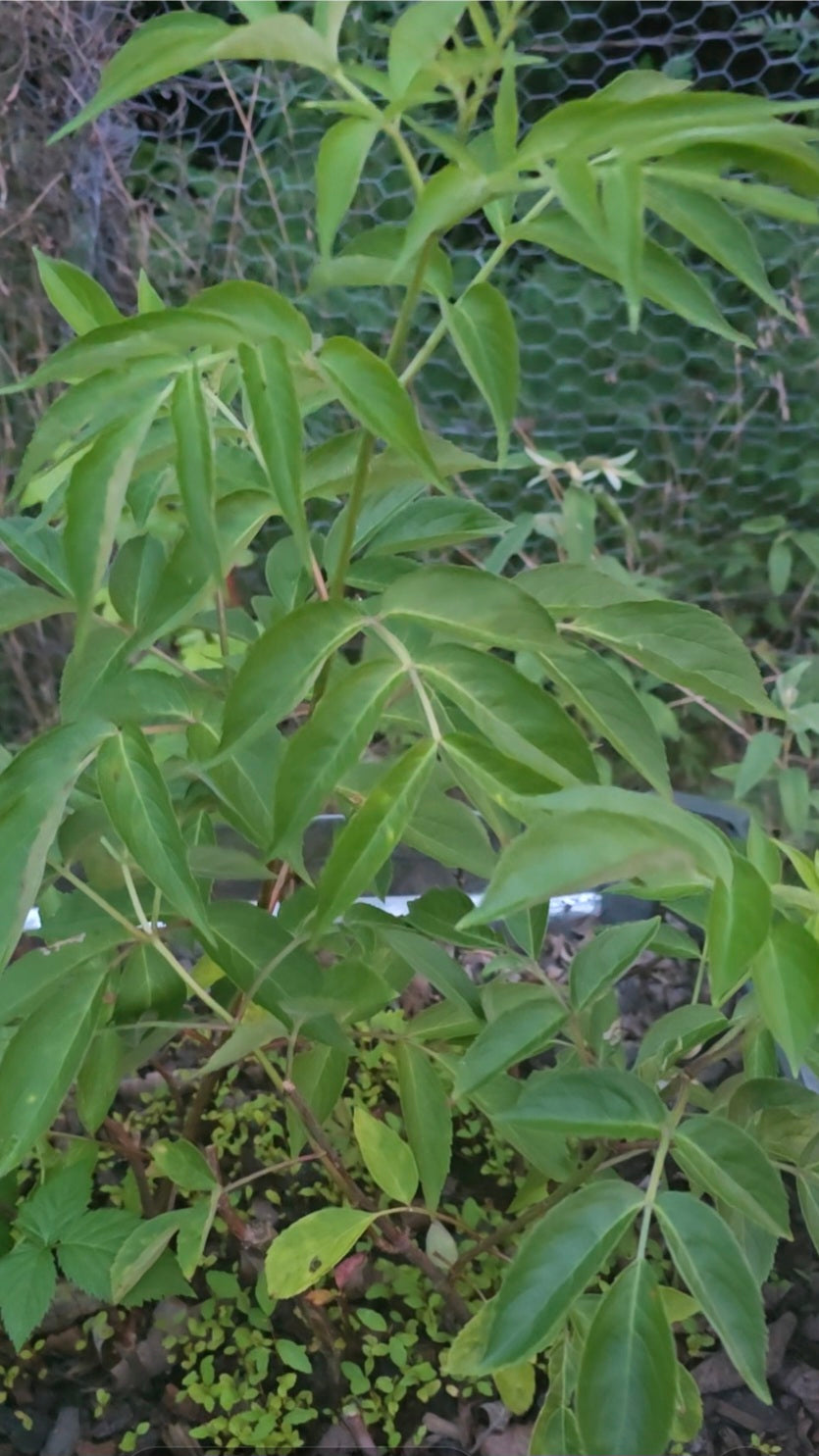 American Black Elderberry