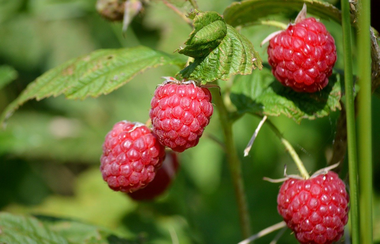 Bababerry Red Raspberry