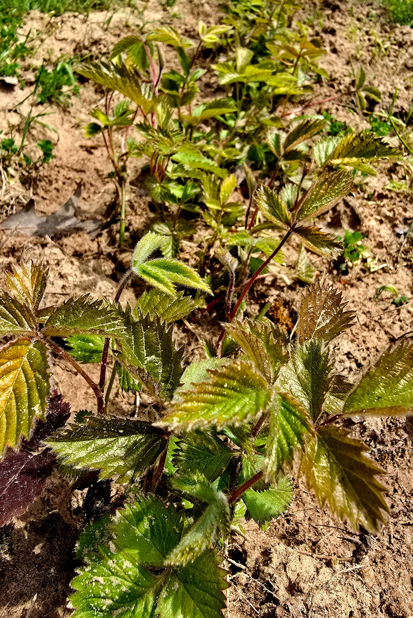 Apache Thornless Blackberry