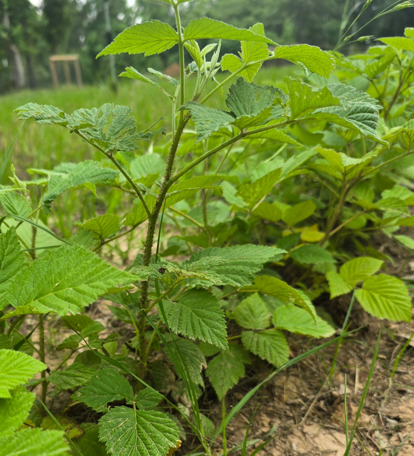 Apache Thornless Blackberry