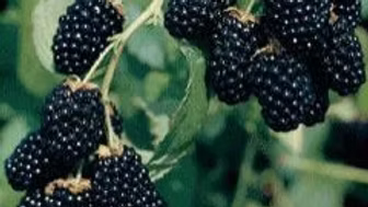Prime-Ark 45 Blackberries