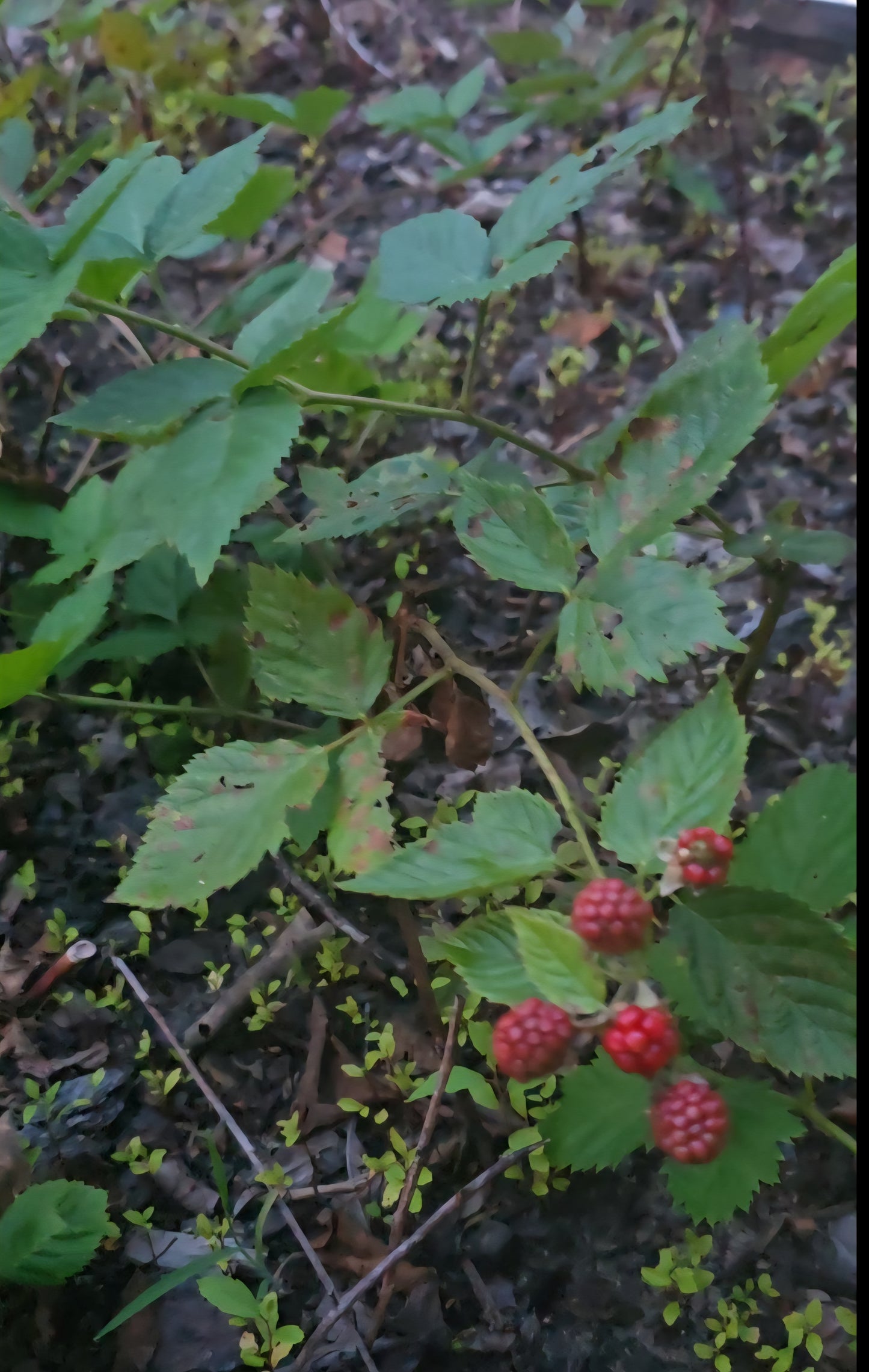 Triple Crown Thornless Blackberry