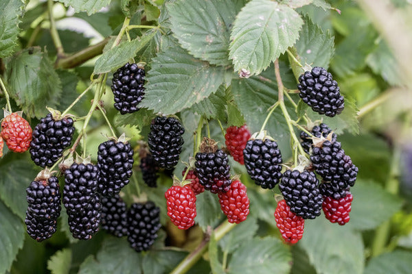 Apache Thornless Blackberry