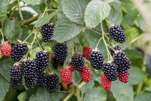 Apache Thornless Blackberry