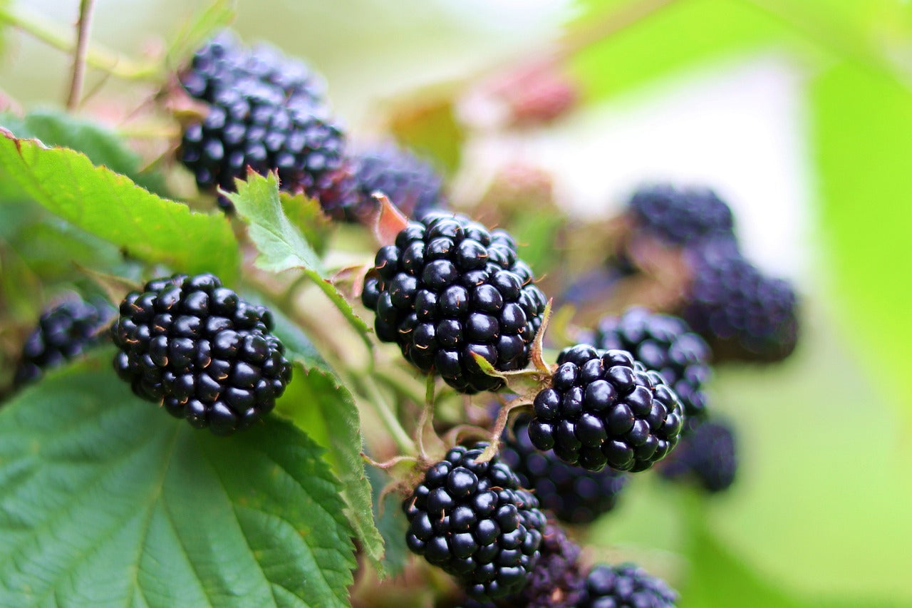 Ouachita Thornless Blackberry