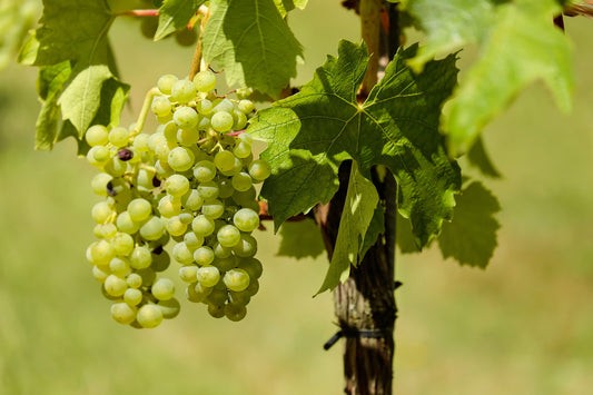 Brianna Grape Vines