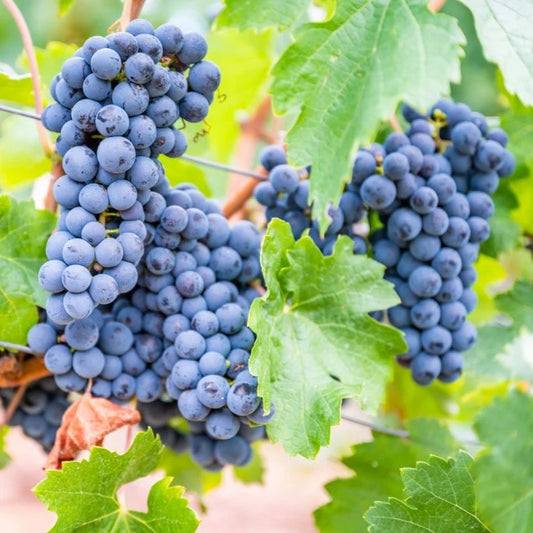 Concord Grape Vines
