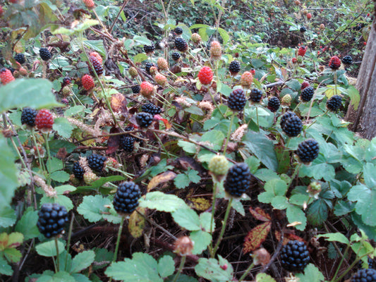 Native Southern Dewberry