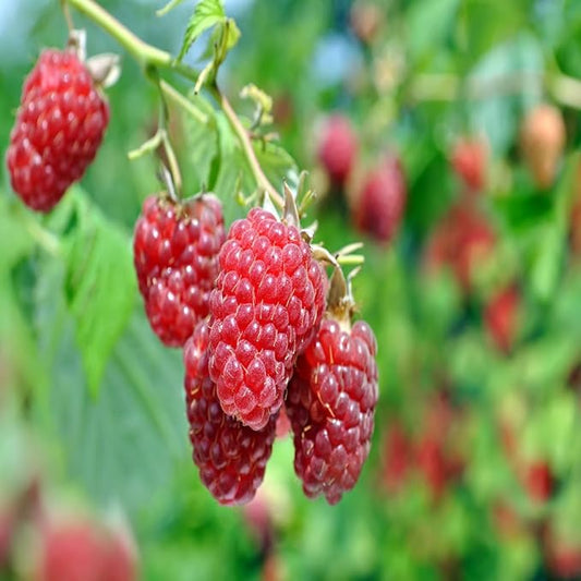 Dorman Red Raspberry