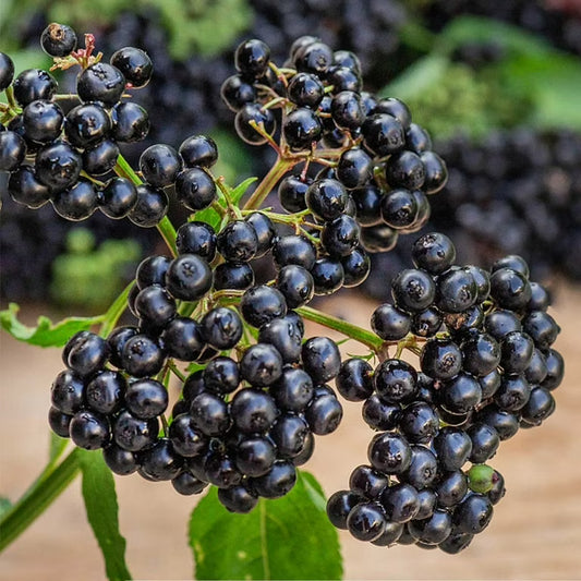 American Black  Elderberry