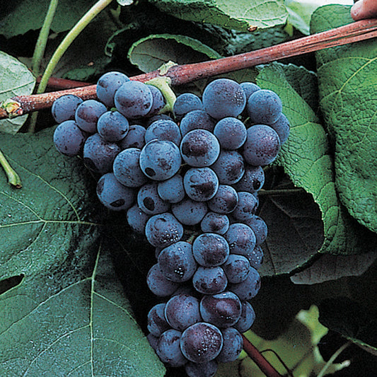 Mars Seedless Grape Vines