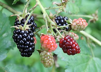 Native Blackberry