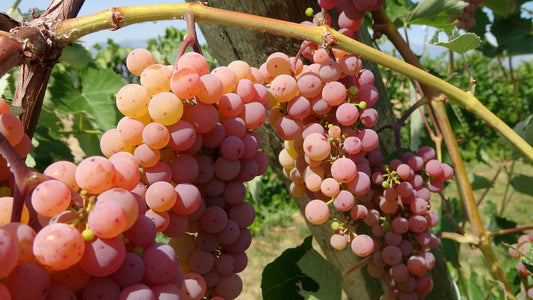 Somerset Seedless Grapes