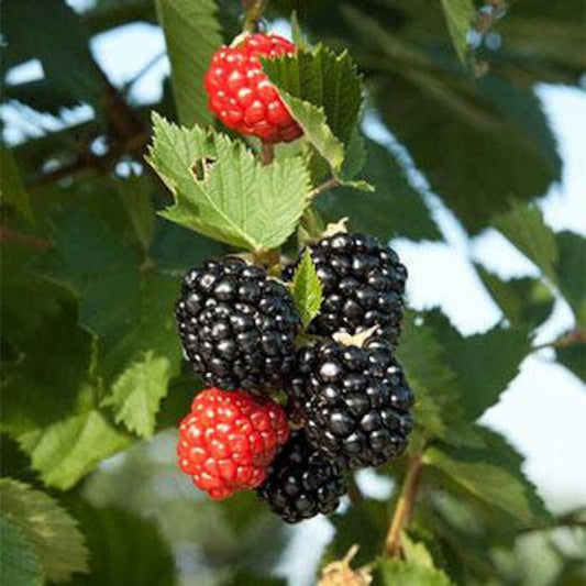 Triple Crown Thornless Blackberry